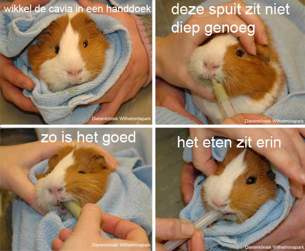 Wikkel een cavia in een handdoek om het te dwangvoederen of om in de mond medicijnen toe te dienen.